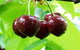 Red Hill Cherry Farm - thumb 0
