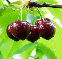 Red Hill Cherry Farm - New Castle Tourism