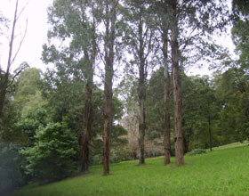 Mount Dandenong Arboretum - Newcastle Accommodation 0