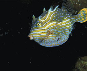 Mushroom Reef Marine Sanctuary - New Castle Tourism 0