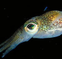 Corner Inlet Marine National Park - New Castle Tourism