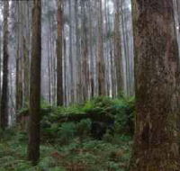 Kinglake National Park - New Castle Tourism