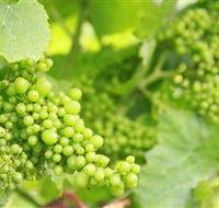 Waratah Hills Vineyard - New Castle Tourism