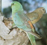 Lake Albacutya Regional Park - Newcastle Accommodation