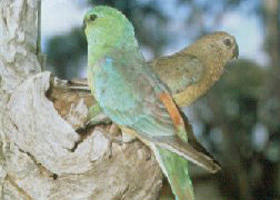 Lake Albacutya Regional Park - Newcastle Accommodation 0