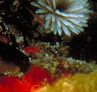 Point Cooke Marine Sanctuary - Newcastle Accommodation