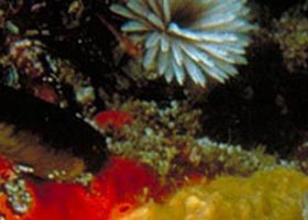 Point Cooke Marine Sanctuary - New Castle Tourism 0