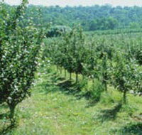 Pettys Orchard