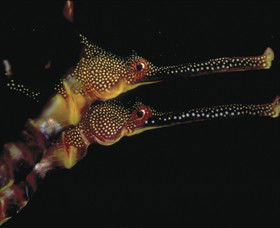 Eagle Rock Marine Sanctuary - Newcastle Accommodation 0