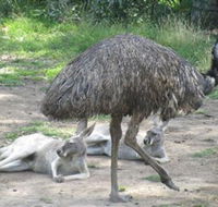 Bundoora Park - New Castle Tourism