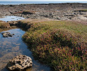 Ricketts Point Marine Sanctuary - New Castle Tourism 0