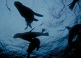 The Arches Marine Sanctuary - Newcastle Accommodation 0