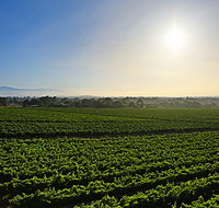 GREENSTONE VINEYARDS - Newcastle Accommodation