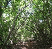 Eucalypt Trail - New Castle Tourism
