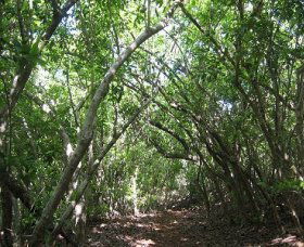 Eucalypt Trail - New Castle Tourism 0