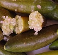Sandy Creek Olives and Finger Limes - New Castle Tourism