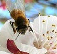 Clayridge Honey - Newcastle Accommodation