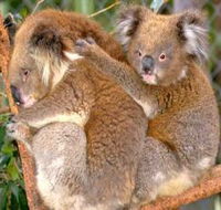 Shoalhaven Zoo - New Castle Tourism