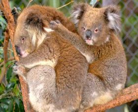 Shoalhaven Zoo - New Castle Tourism 0