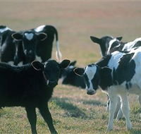 Bodalla Dairy Cheese Factory - New Castle Tourism