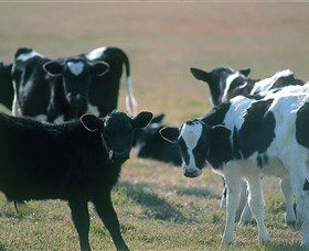Bodalla Dairy Cheese Factory - New Castle Tourism 0