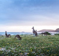 Pebbly Beach - New Castle Tourism