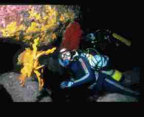 Solitary Islands Marine Park - New Castle Tourism 0