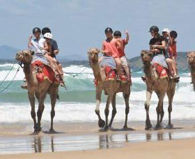 Camel Rides With Coffs Coast Camels - New Castle Tourism 0