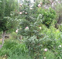 Tombstone Estate Vineyard - New Castle Tourism