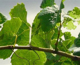 Angullong Wines - New Castle Tourism 1