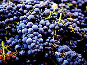 Nandroya Vineyard - New Castle Tourism 0