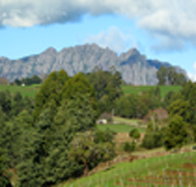Lake Barrington Vineyard