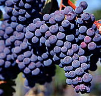 Morningside Vineyard - New Castle Tourism