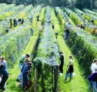 Crosswinds Vineyard - New Castle Tourism