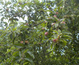 Tin Shed Cider - Newcastle Accommodation 1