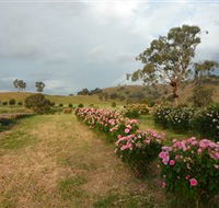 Damasque Rose Oil Farm - New Castle Tourism