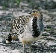 Yongergnow Australian Malleefowl Centre - Newcastle Accommodation