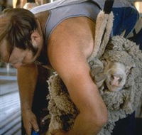 Kuriong Sheep Station - New Castle Tourism