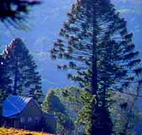 Bunya Mountains National Park - New Castle Tourism