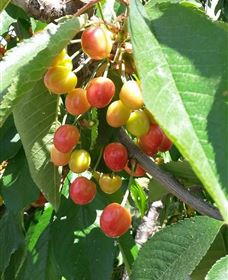 Mouat's Farm - Newcastle Accommodation 1