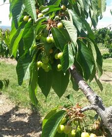 Mouat's Farm - Newcastle Accommodation 2