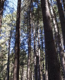 Sugarpine Walk - Newcastle Accommodation 1