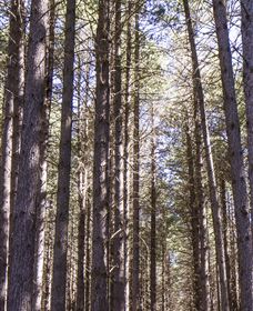 Sugarpine Walk - Newcastle Accommodation 3