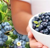 Jolly Berries - Newcastle Accommodation