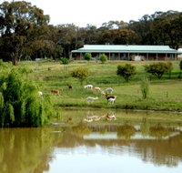 Clearview Alpacas - Newcastle Accommodation