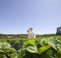 Sunny Ridge Strawberry Farm - New Castle Tourism