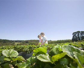 Sunny Ridge Strawberry Farm - New Castle Tourism 0