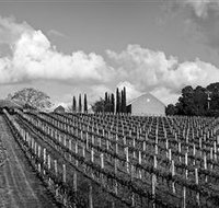 Willow Creek Vineyard