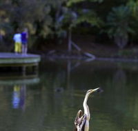 Birdwatching in the South Burnett - New Castle Tourism