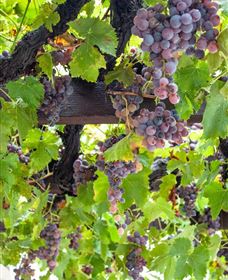  Murrumbateman Winery Company Pty Ltd  - Newcastle Accommodation 0